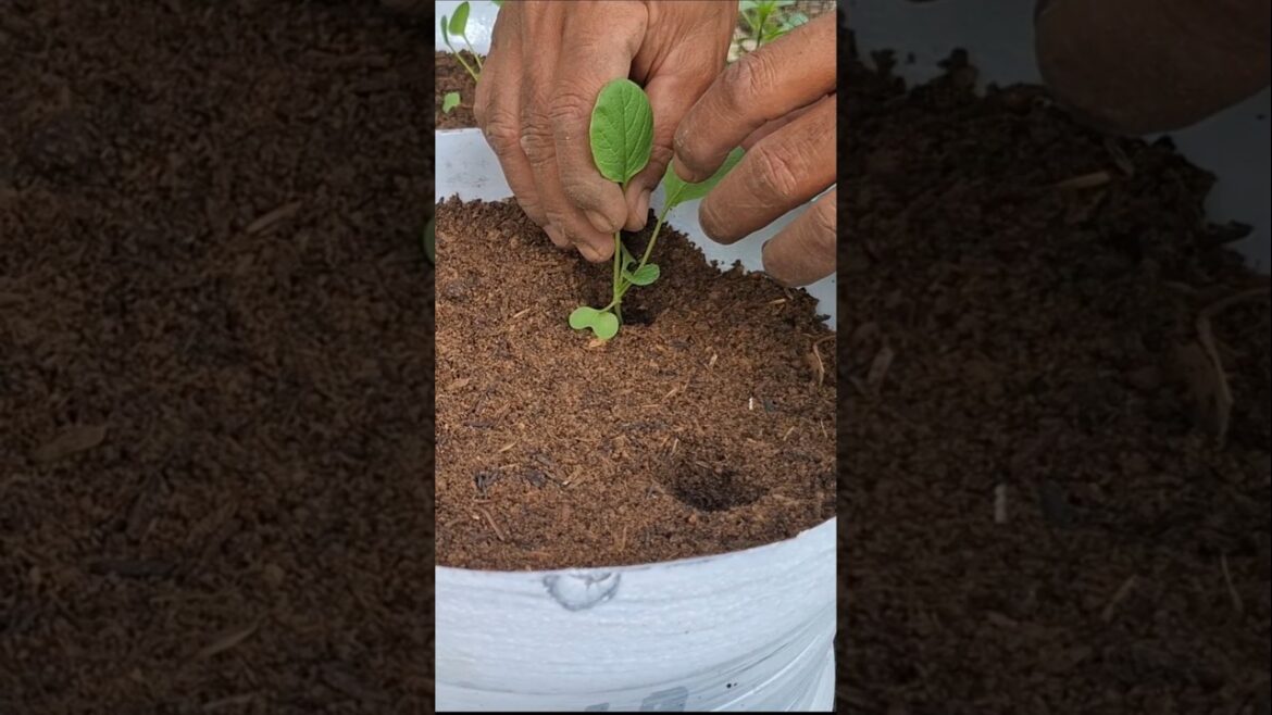 Vegetable gardening ideas #shorts #garden #agriculture