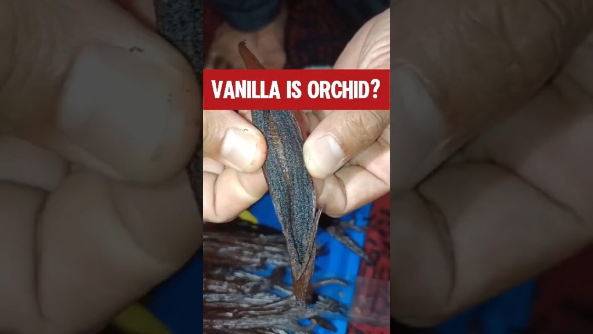 Vanilla is the only edible fruit in the vast orchid family. #nature #vanilla #orchid