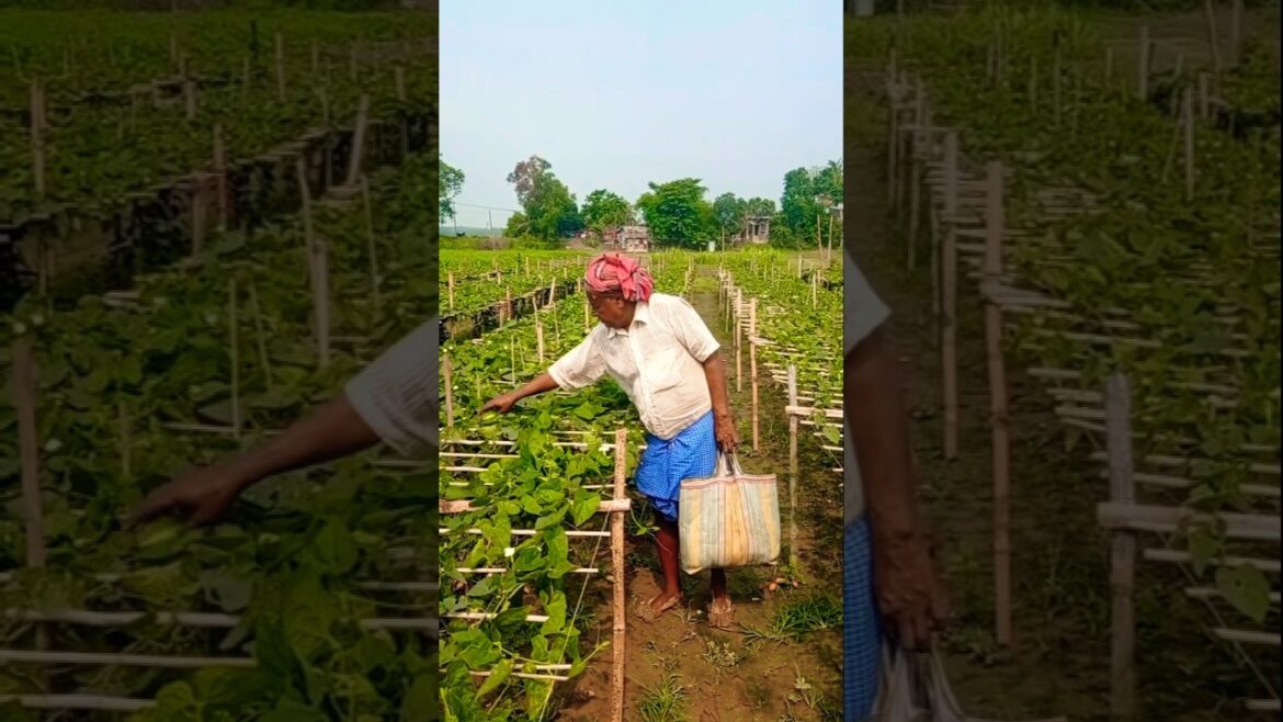 First Year, First Harvest – Pointed Gourd Farming #shorts First Year, First Harvest – Pointed Gourd Farming #shorts