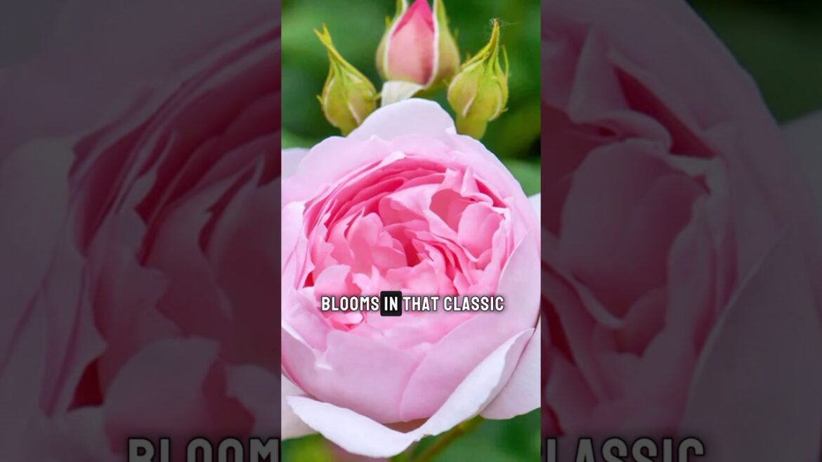 Pure Romance! #rosecaring #gardeningideas #davidaustinroses #pinkrose #shorts