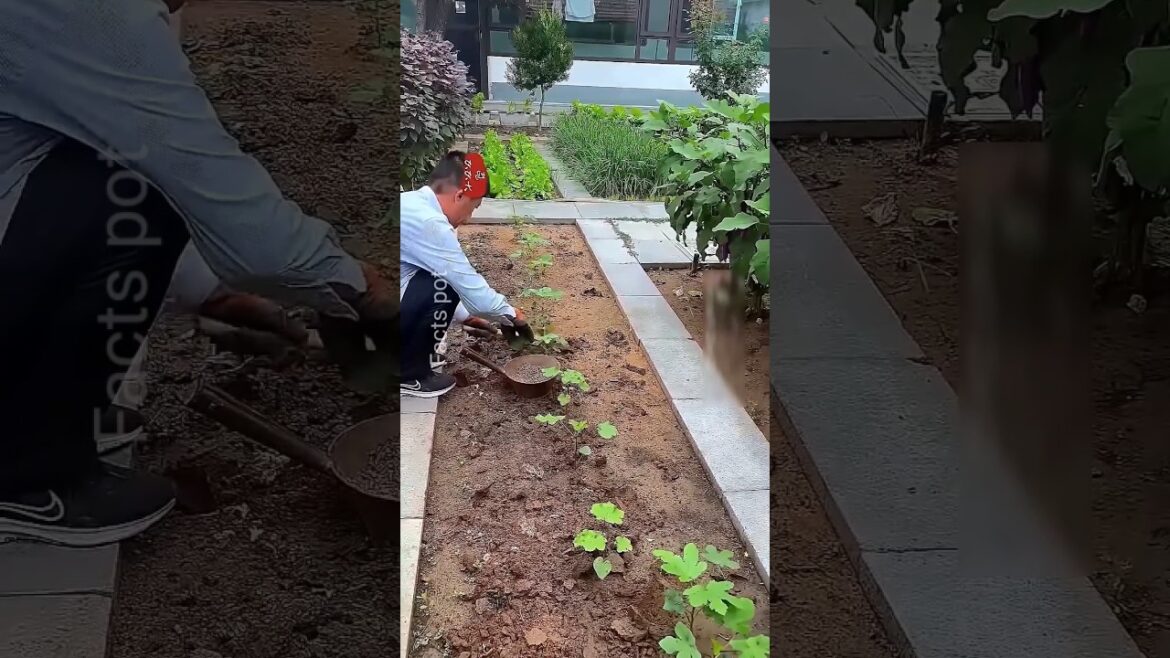 How Chinese Farmers Became The Most Innovative Vegetable Growers.gardening #farming #shorts #plants