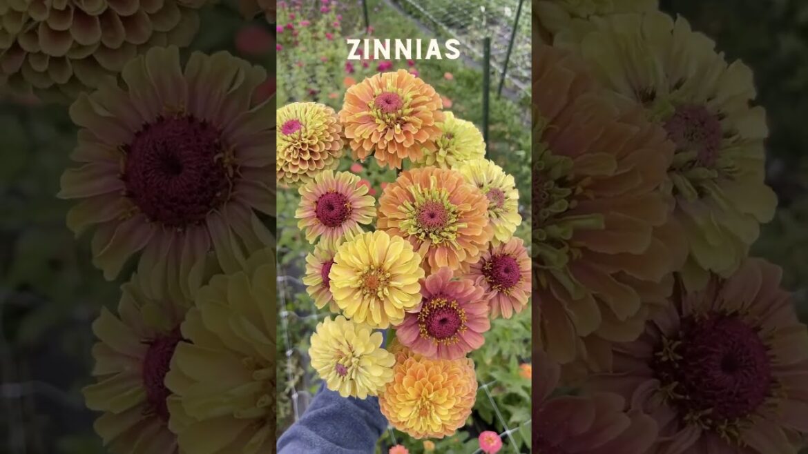 If I was starting my first cut flower garden this year, I would grow… If I was starting my first cut flower garden this year, I would grow…