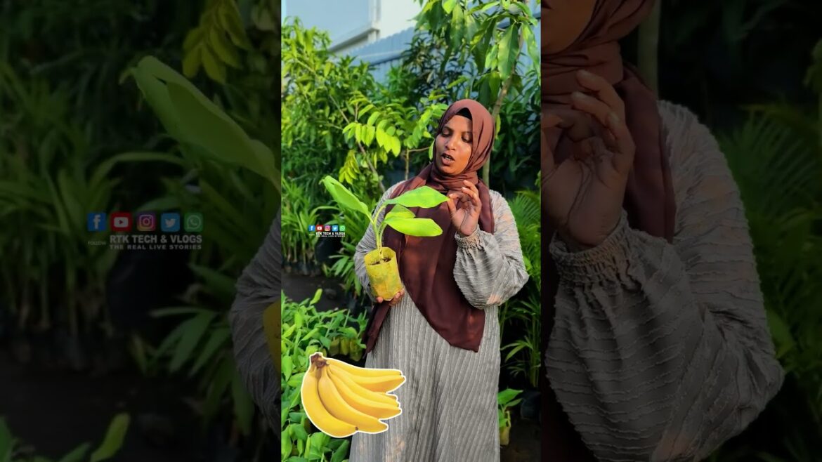 ₹40/- Yellow Robusta Banana Puthanathani KarshikaNursery Malappuram