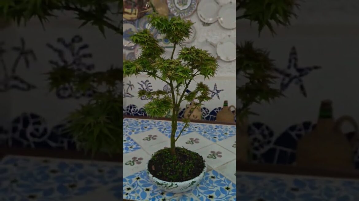 japanesemaples#bonsai#spring#plants#garden#nature#backyard#watering