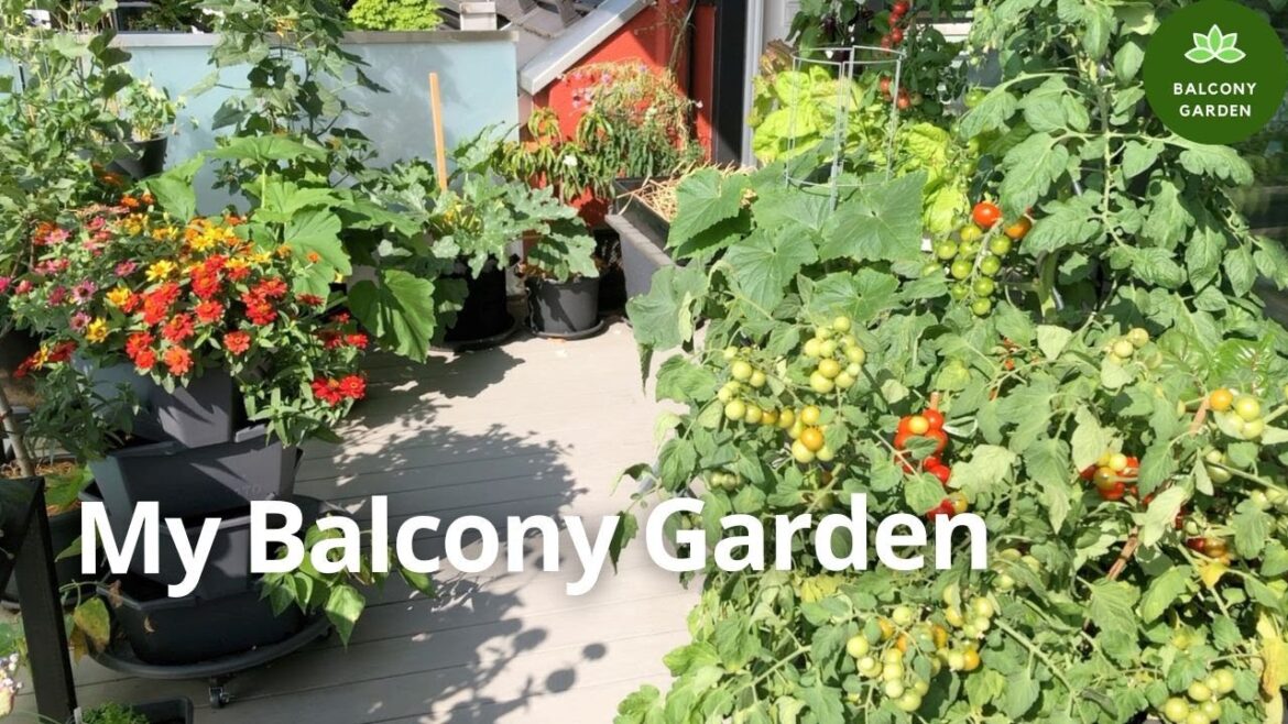 300 Days in my Balcony Garden