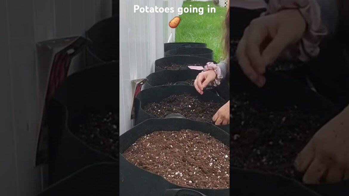 Potatoes are in! A favorite last year. #gardening #growyourownfood#plantingpotatoes #containergarden