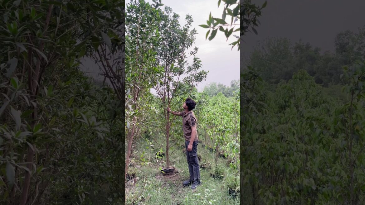 (Conocarpas landscaping) plants available🌱 / Supply all India 🇮🇳 / #nursery #gardening #plants