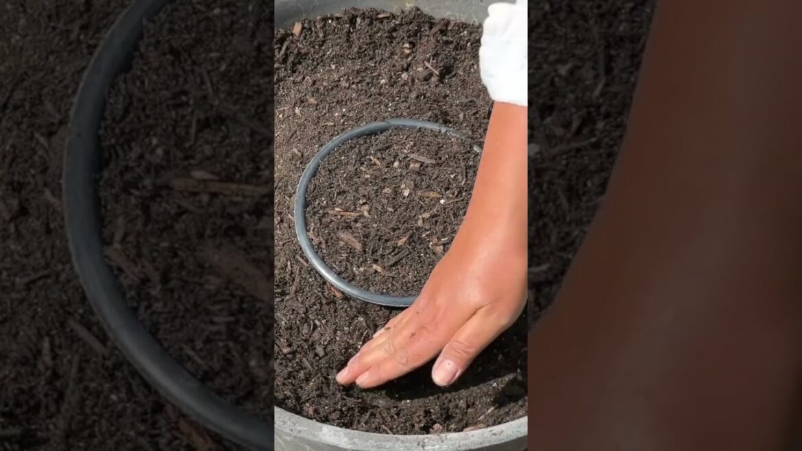 This Clever Pot Trick Makes Transplanting SO Easy! 🪴💡