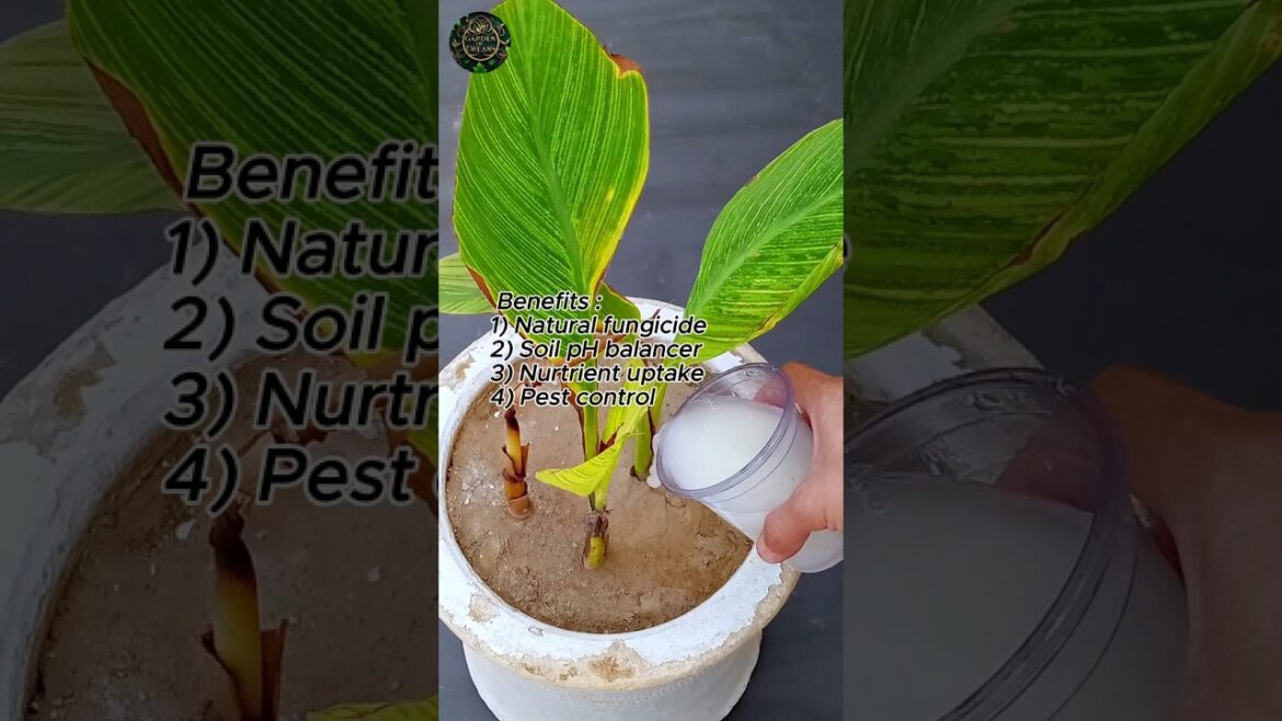 Using Baking Soda as a Natural Plant Fertilizer #shorts #gardening #tips Using Baking Soda as a Natural Plant Fertilizer #shorts #gardening #tips