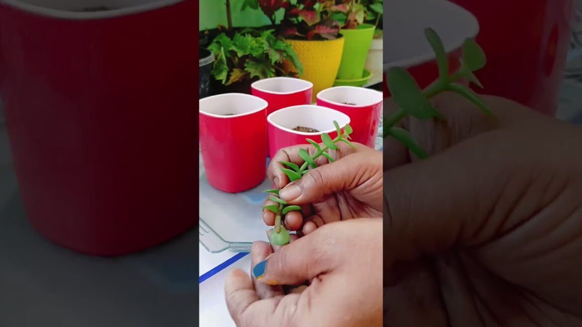 LUCKY PLANT||grow jade plant from cuttings#shorts#jade#plants#care#tips#garden#youtubeshorts#grow#yt