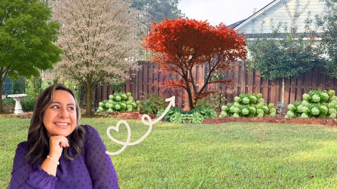 This Bloodgood Japanese Maple Adds The Perfect Color Pop For My Backyard