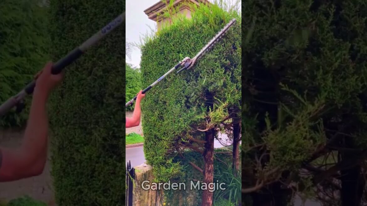 Satisfying Gardening Work 🌳 #garden #lawncare #lawn #transformation #landscape #30 Satisfying Gardening Work 🌳 #garden #lawncare #lawn #transformation #landscape #30