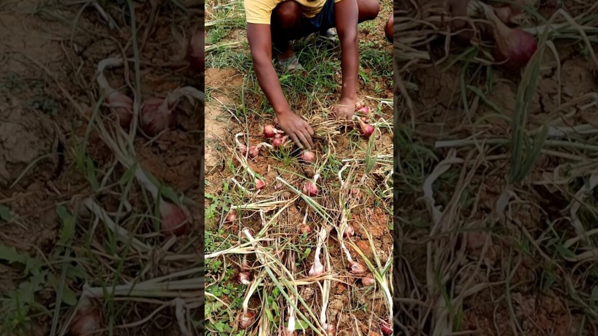 Onion Harvesting #shorts