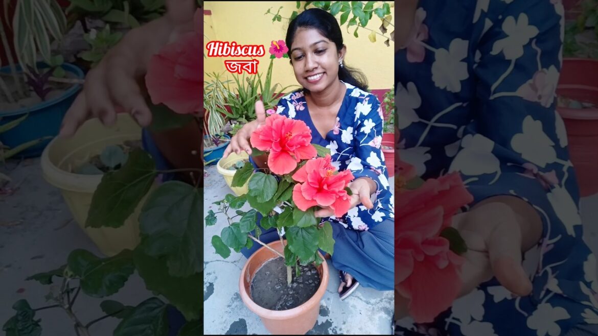 গরমে বাগানে 5টি ফুলগাছ লাগিয়ে ফেলো/5 flower plants for summer garden #minivlog#shorts#gardening#yt গরমে বাগানে 5টি ফুলগাছ লাগিয়ে ফেলো/5 flower plants for summer garden #minivlog#shorts#gardening#yt