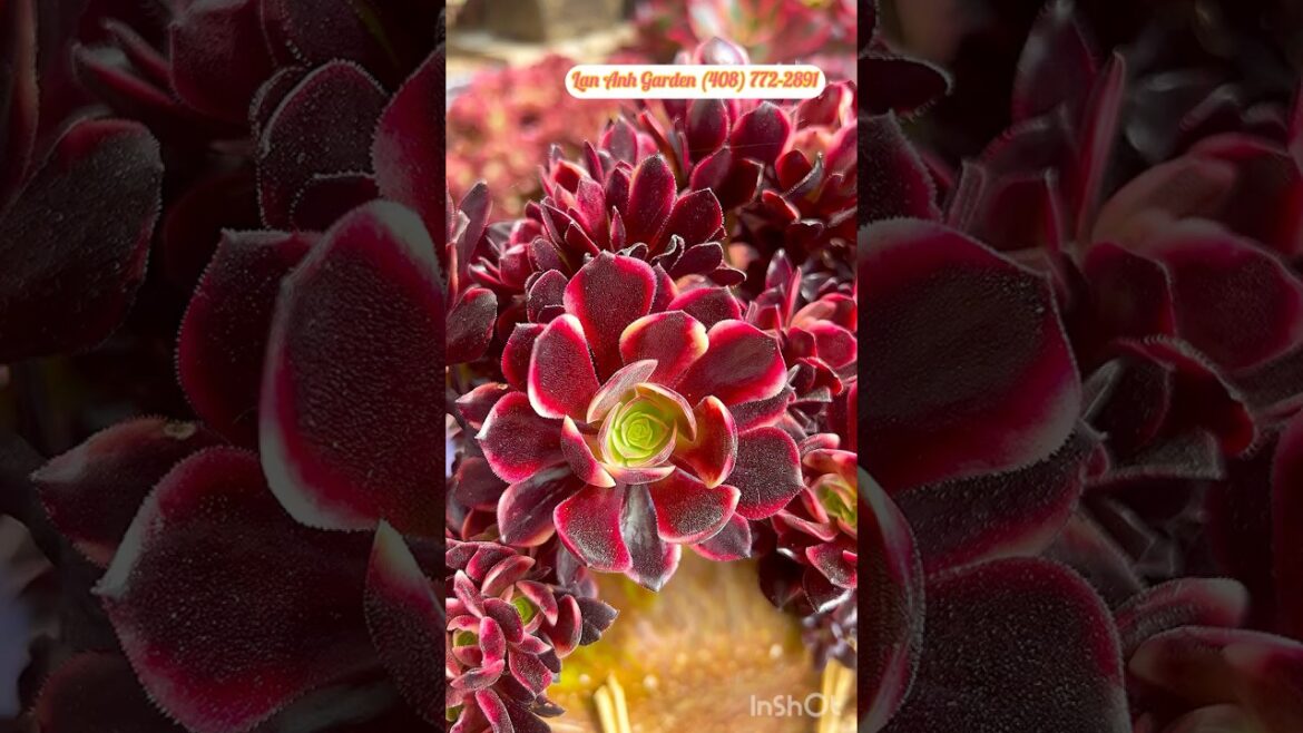 Aeonium Superbang Crest #aeonium #succulent #plants #flowers #garden #design #ideas