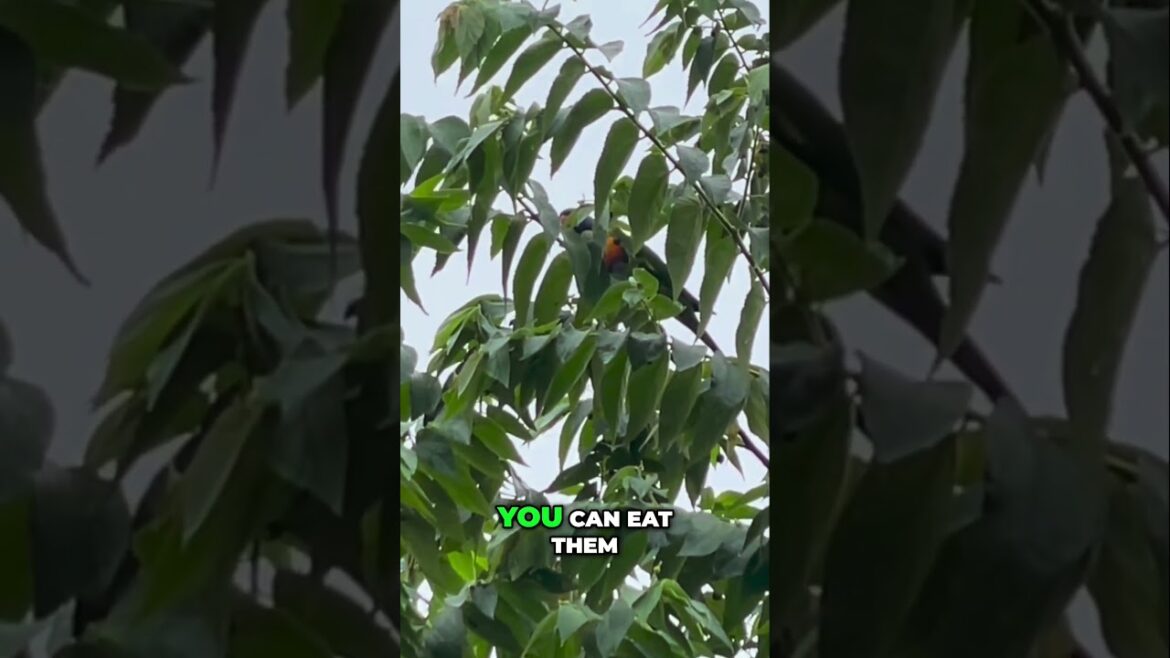 This Sweet Backyard Fruit is Perfect for Snacking!  #fruittrees