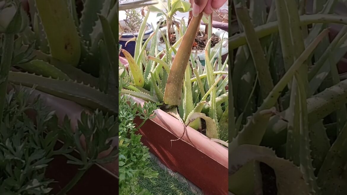 this is how I propagate my cuttings #garden #shorts #trending #gardening #gardeningtips #propagation this is how I propagate my cuttings #garden #shorts #trending #gardening #gardeningtips #propagation