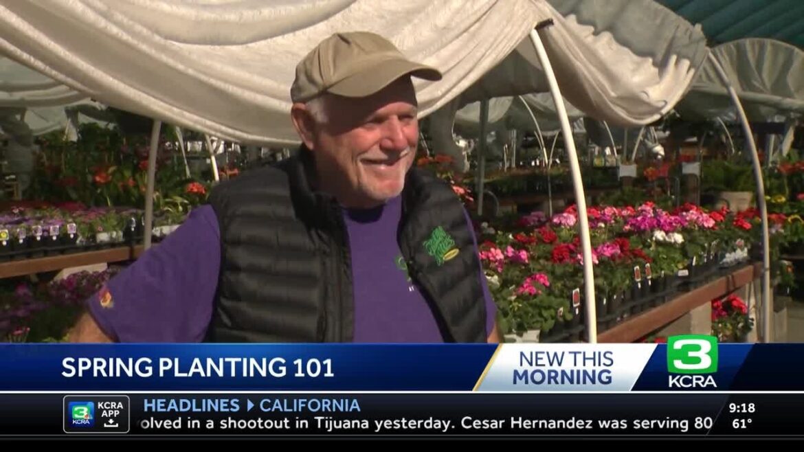 Planting a spring garden in Northern California, what to plant and how to maintain it. Planting a spring garden in Northern California, what to plant and how to maintain it.