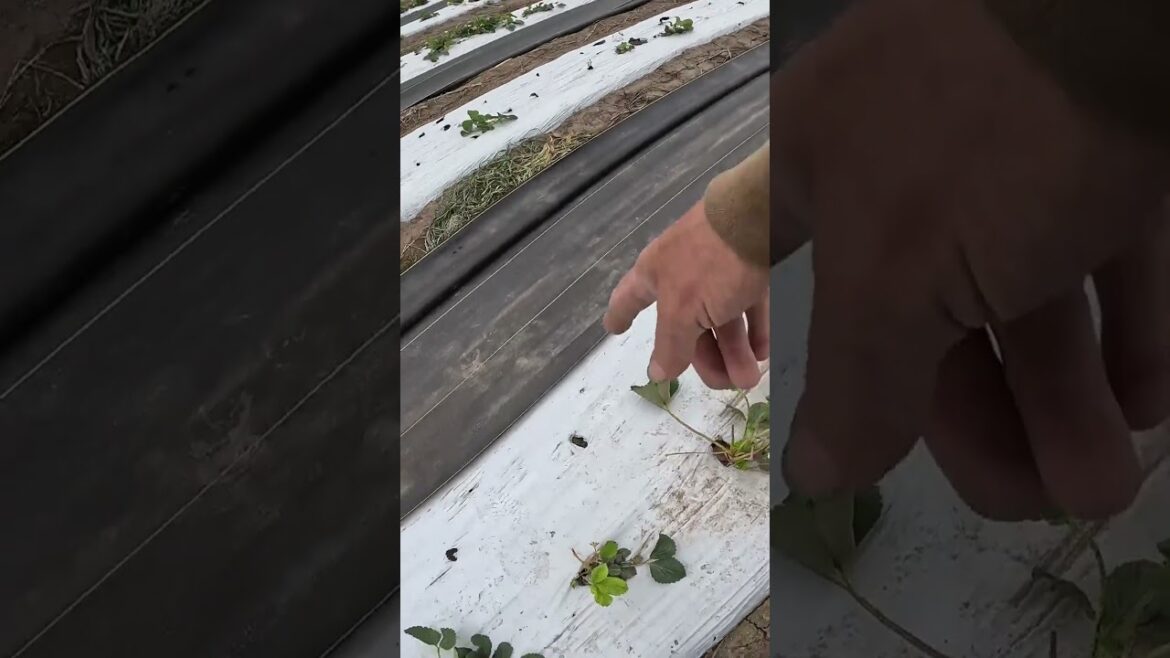 Ups And Downs Of Our Strawberry Field #vegetablegardening#fruitplants #strawberryplant #homestead