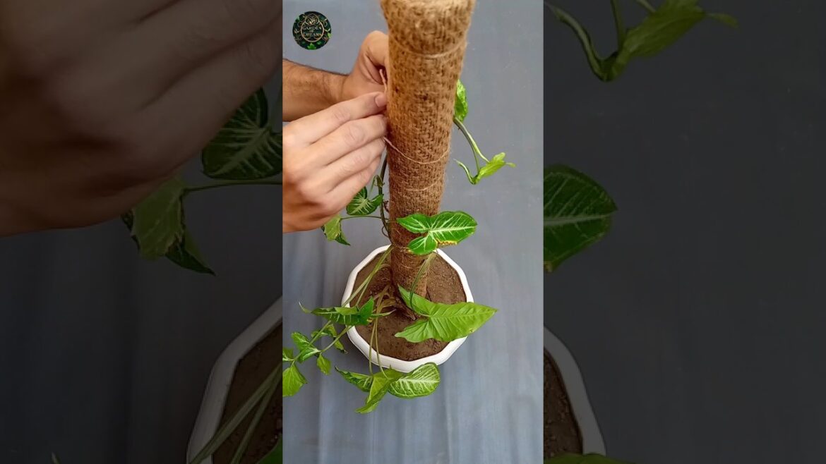 How to Make Moss Stick for Syngonium Plant #shorts #diy #garden #tips How to Make Moss Stick for Syngonium Plant #shorts #diy #garden #tips