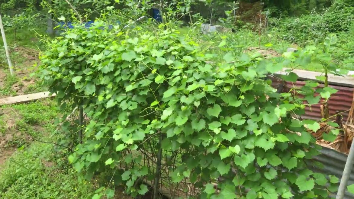 ,Gardening Tips for beginners