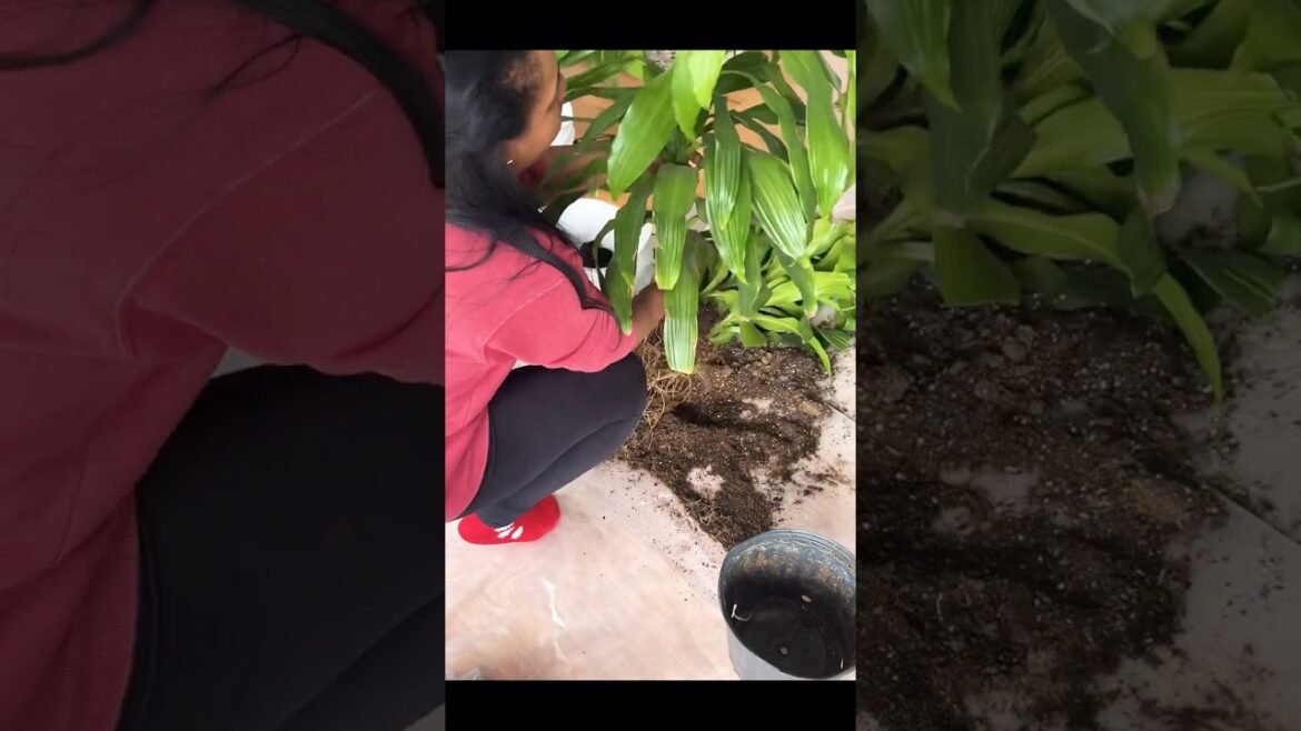 #shorts #terapia #trends #plants #garden #foryou  #tendências #plantas #jardim #paravocê #cuidados