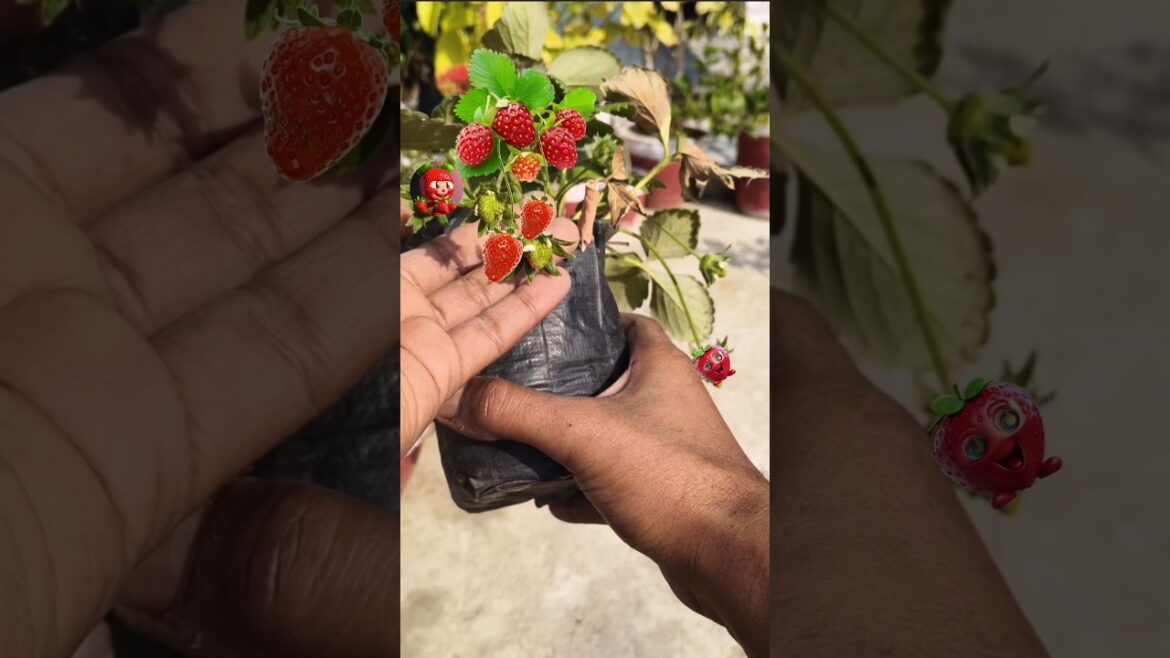 How to grow strawberry ๐คฉ#strawberry #gardening #bagwani #compost #plantslover #plants #garden How to grow strawberry ๐คฉ#strawberry #gardening #bagwani #compost #plantslover #plants #garden