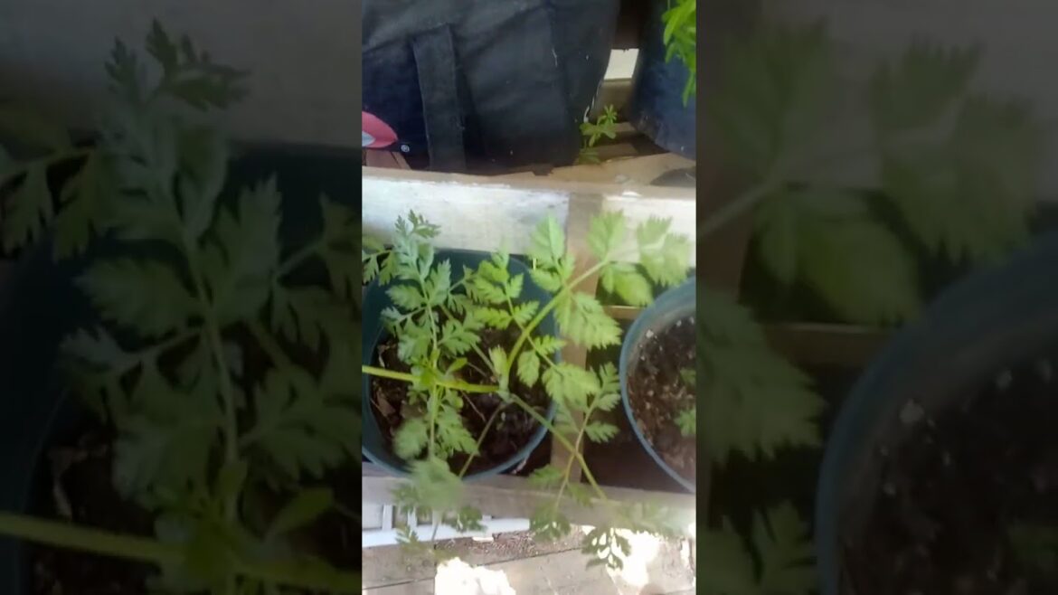 The Parsley needs larger space