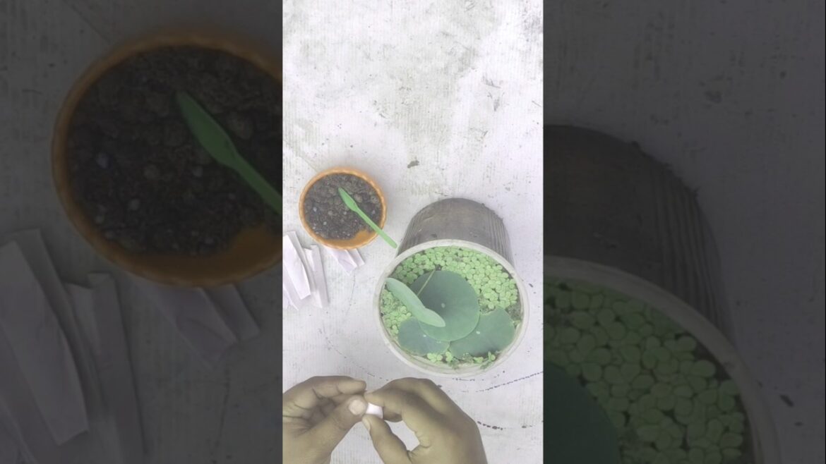 How to Fertilizer for Lotus Plant Growing l from Small pot #gardening #gachbagan #fertilizer #shorts How to Fertilizer for Lotus Plant Growing l from Small pot #gardening #gachbagan #fertilizer #shorts