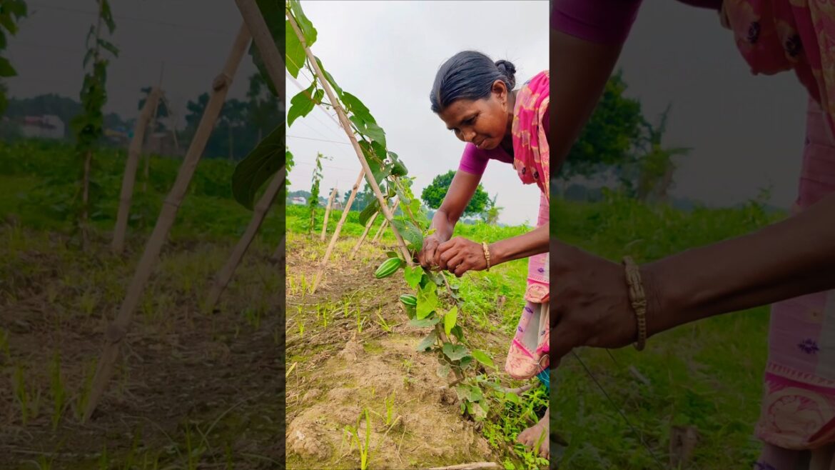 Training Pointed Gourd Plants to Climb – Woman Farmer at Work #shorts Training Pointed Gourd Plants to Climb – Woman Farmer at Work #shorts
