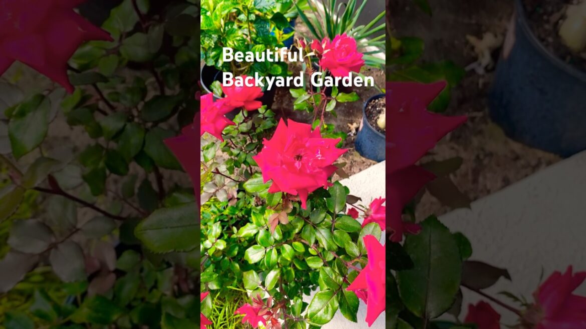 Beautiful Backyard Garden 🪴 #garden #flowers #love