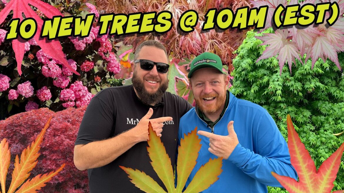 10 New High-octane Japanese Maples For Your Garden Landscape | 10 New Trees @ 10AM (EST)