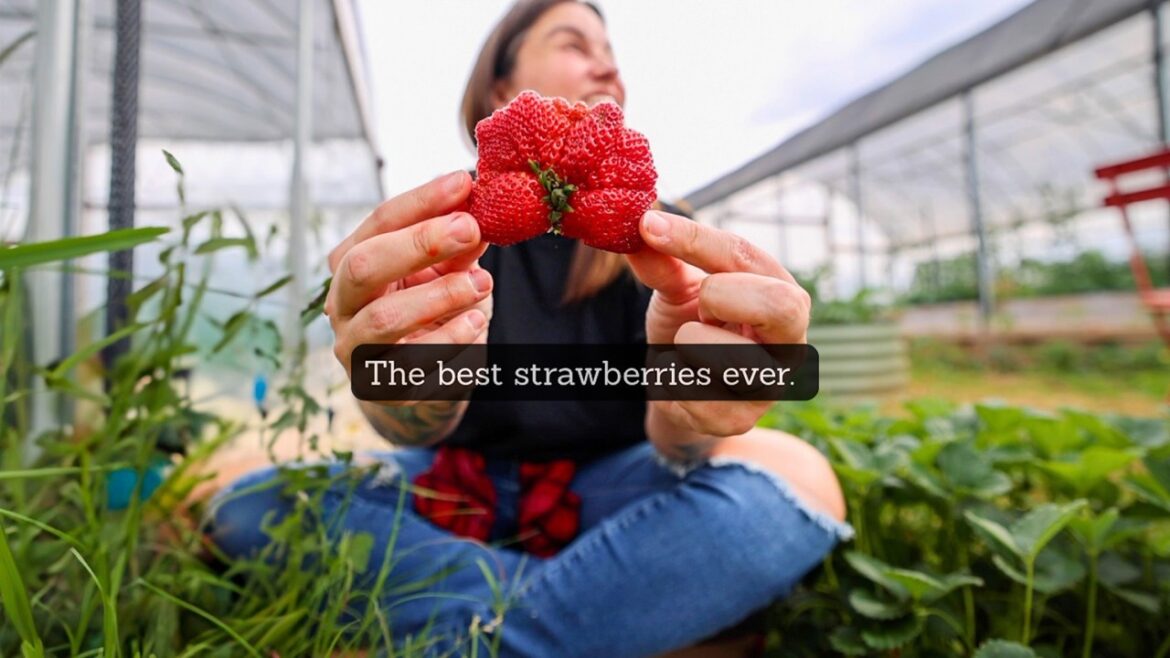 Roots and Refuge Farm: My BIGGEST strawberry harvest yet (Red all the way through) | VLOG My BIGGEST strawberry harvest yet (Red all the way through) | VLOG