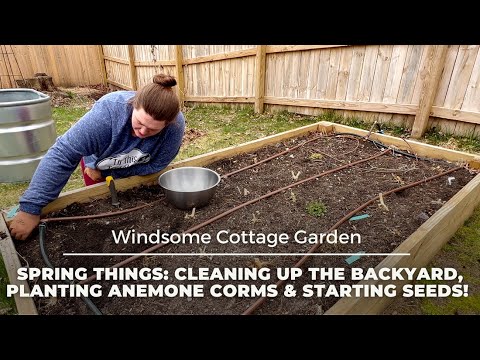 Spring Things: Cleaning up the Backyard, Planting Anemone Corms & Starting Seeds! Spring Things: Cleaning up the Backyard, Planting Anemone Corms & Starting Seeds!