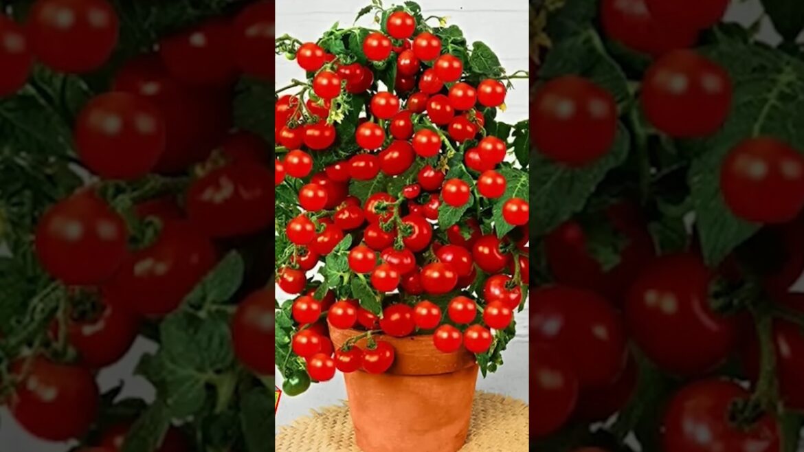 Tomato Tree Growing Secrets: How to Turn a Tomato into a Productive Tree #garden #shorts Tomato Tree Growing Secrets: How to Turn a Tomato into a Productive Tree #garden #shorts