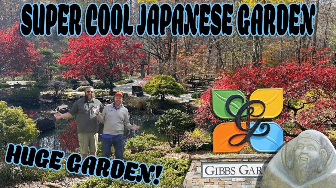 Gibbs Garden: Amazing Japanese Garden in the South | Mature Japanese Maples in Fall Color! Gibbs Garden: Amazing Japanese Garden in the South | Mature Japanese Maples in Fall Color!