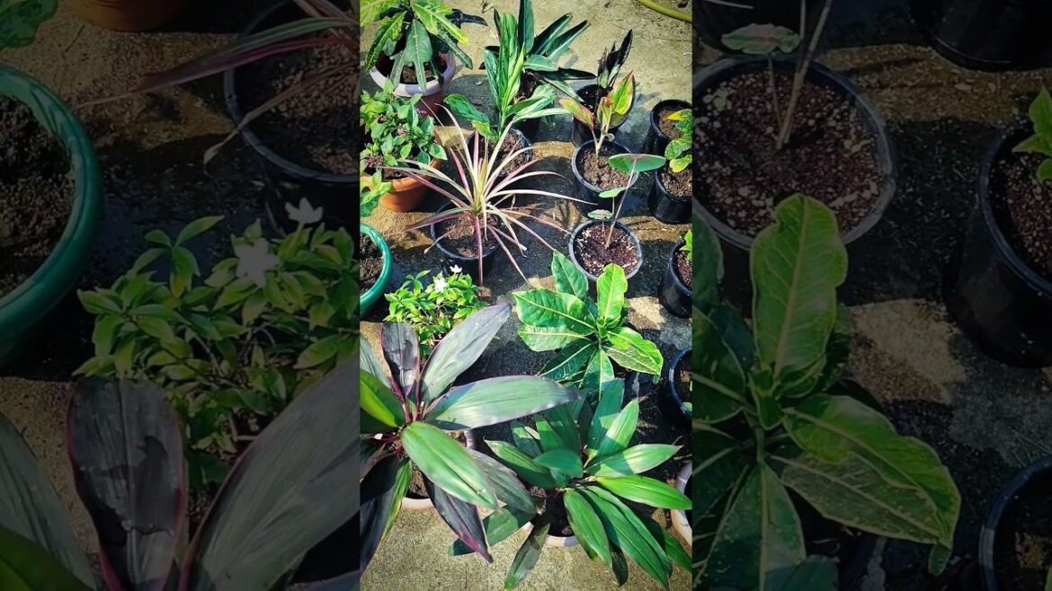 Summer Garden Plant Over View In Terrace #garden #gardening #shorts #shortsvideo