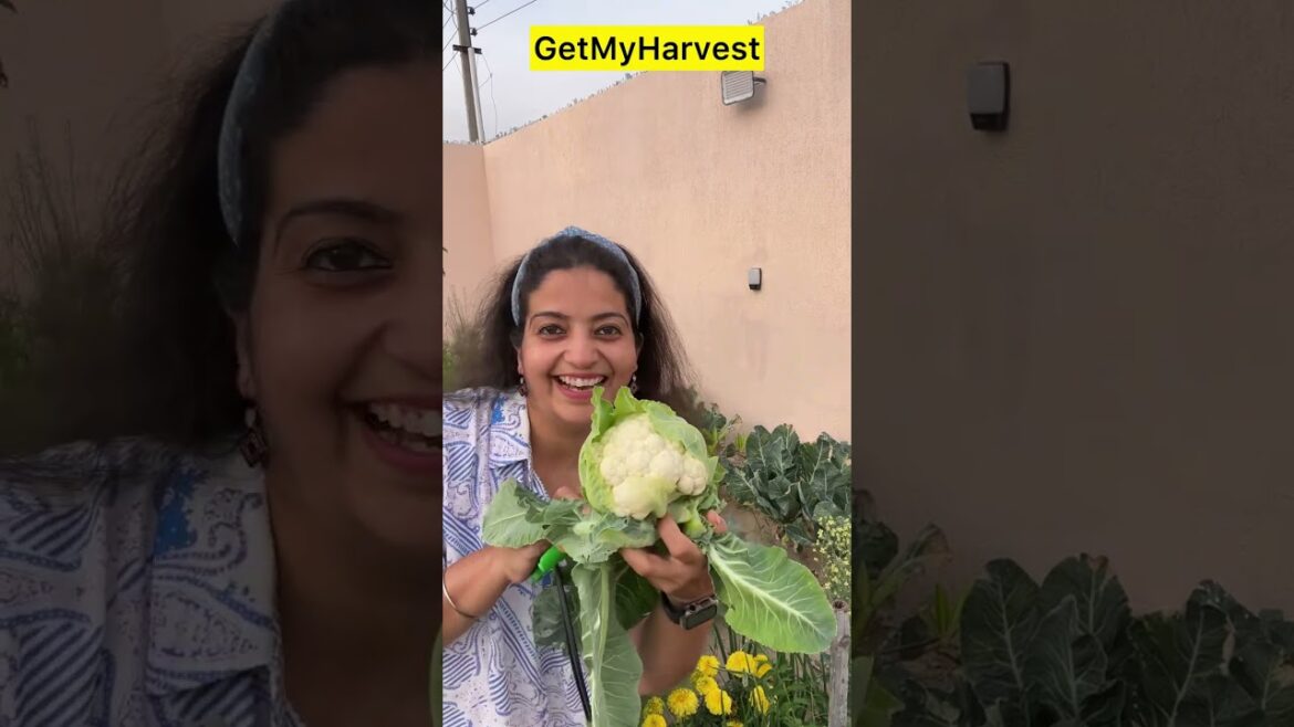 Last Harvest of Winter Vegetables | April 2025 Harvest |