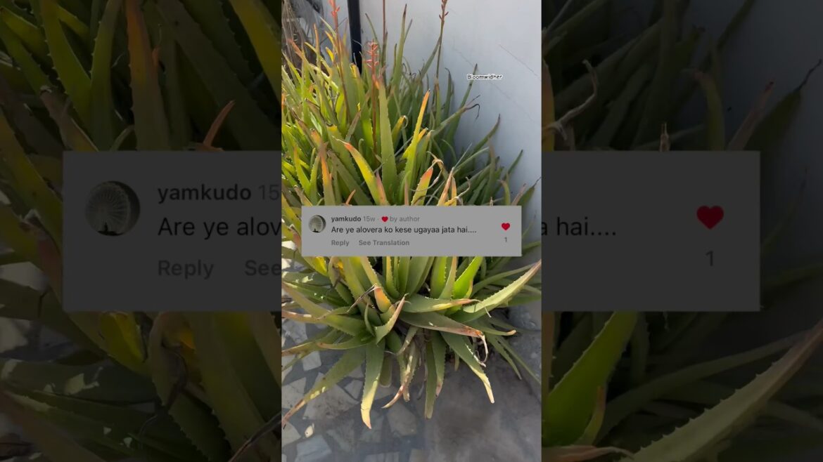 How to grow Aloe vera at home | Repotting Aloe Vera #shortsfeed #gardening #terracegarden #shorts