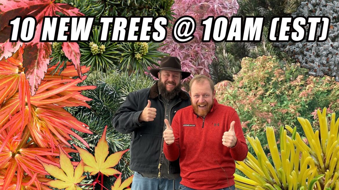 10 New Bangin’ Japanese Maples And Conifers For Your Garden Landscape | 10@10 For February 25, 2025 10 New Bangin' Japanese Maples And Conifers For Your Garden Landscape | 10@10 For February 25, 2025