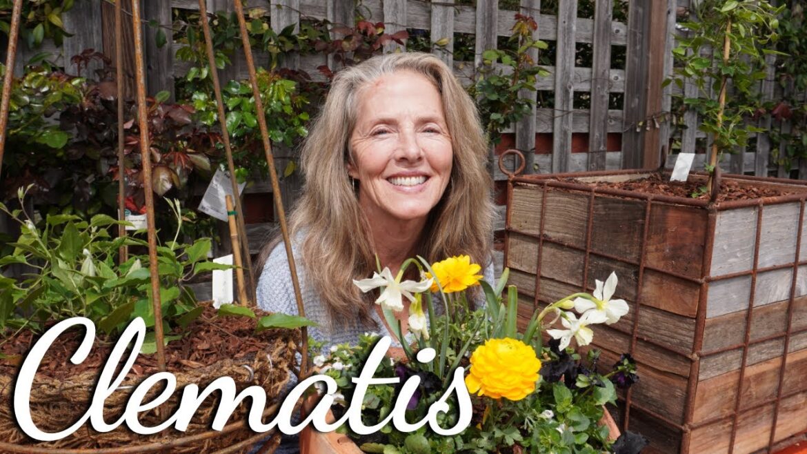 🌸 Growing Clematis in Containers?  Here's How! 🌸 #gardening #clematis #flowers  #containergardening