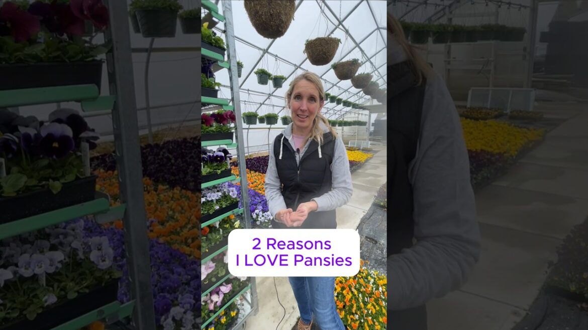 Two Great Reasons To LOVE Pansies! 💕  #gardening #flowers  #gardenideas #gardendesign