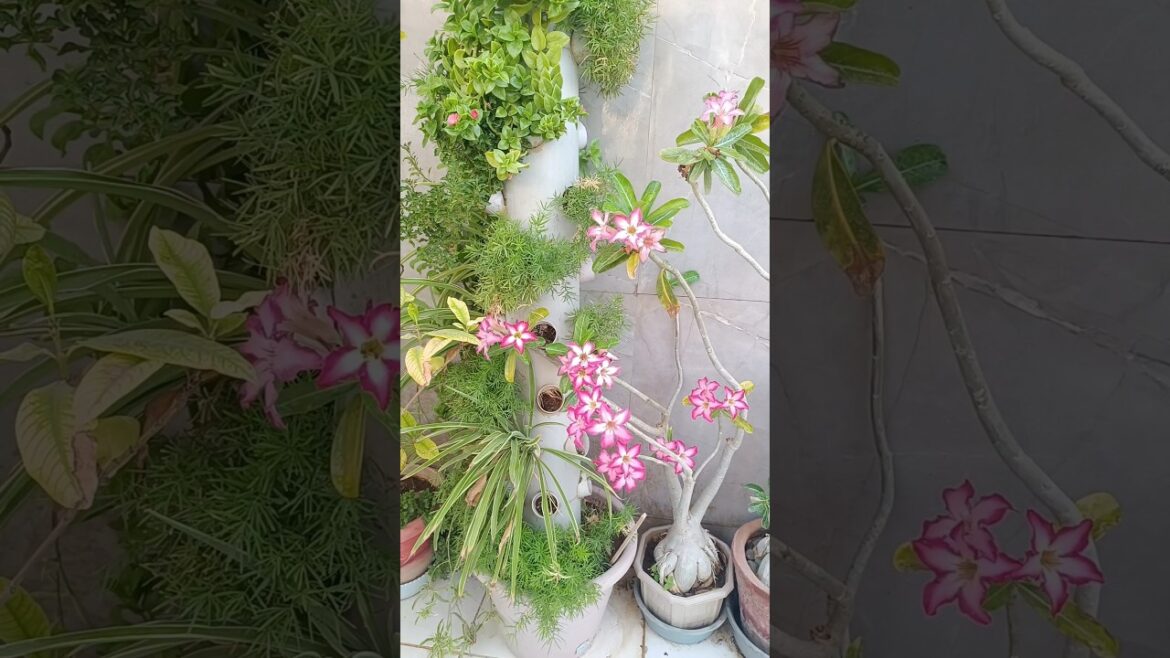 garden plans flowering #adeniumflowerplants