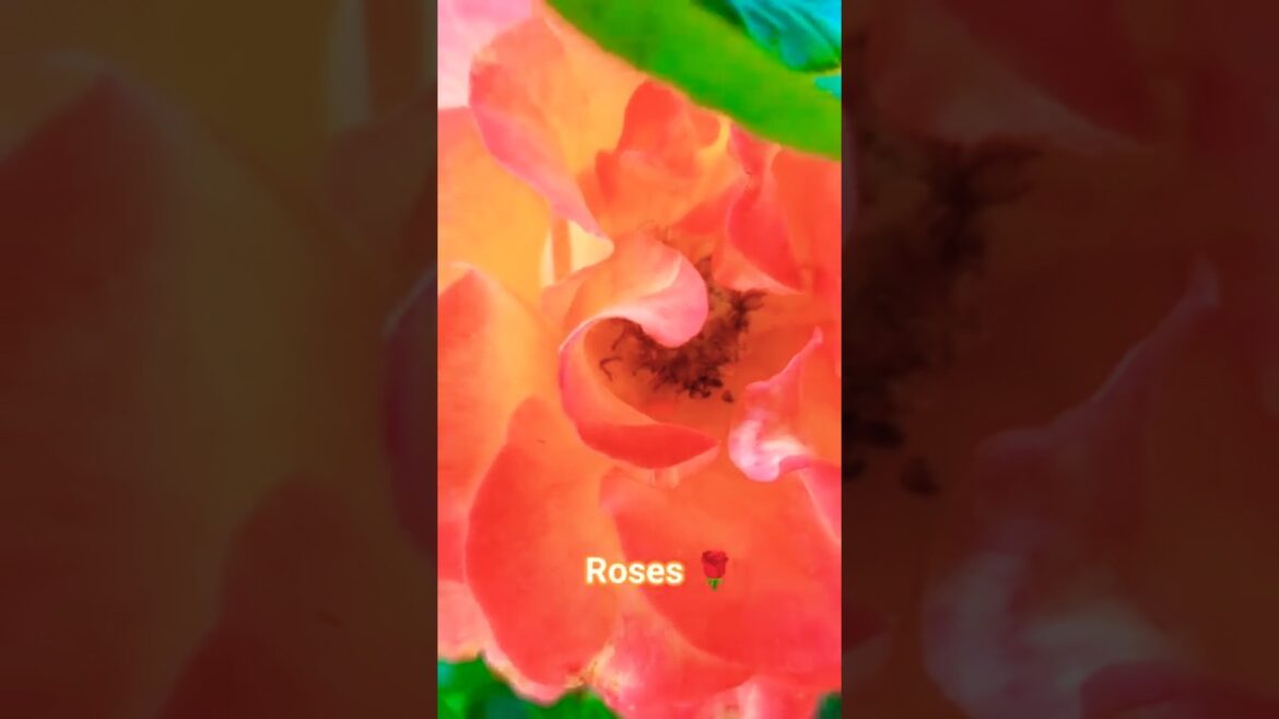 Roses 🌹🌹 are orange 🍊 Roses 🌹🌹 are orange 🍊