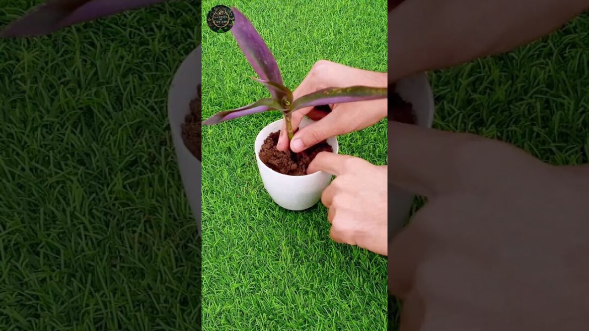 How to Grow and Propagate Purple Heart Plant #shorts #diy #garden #tips