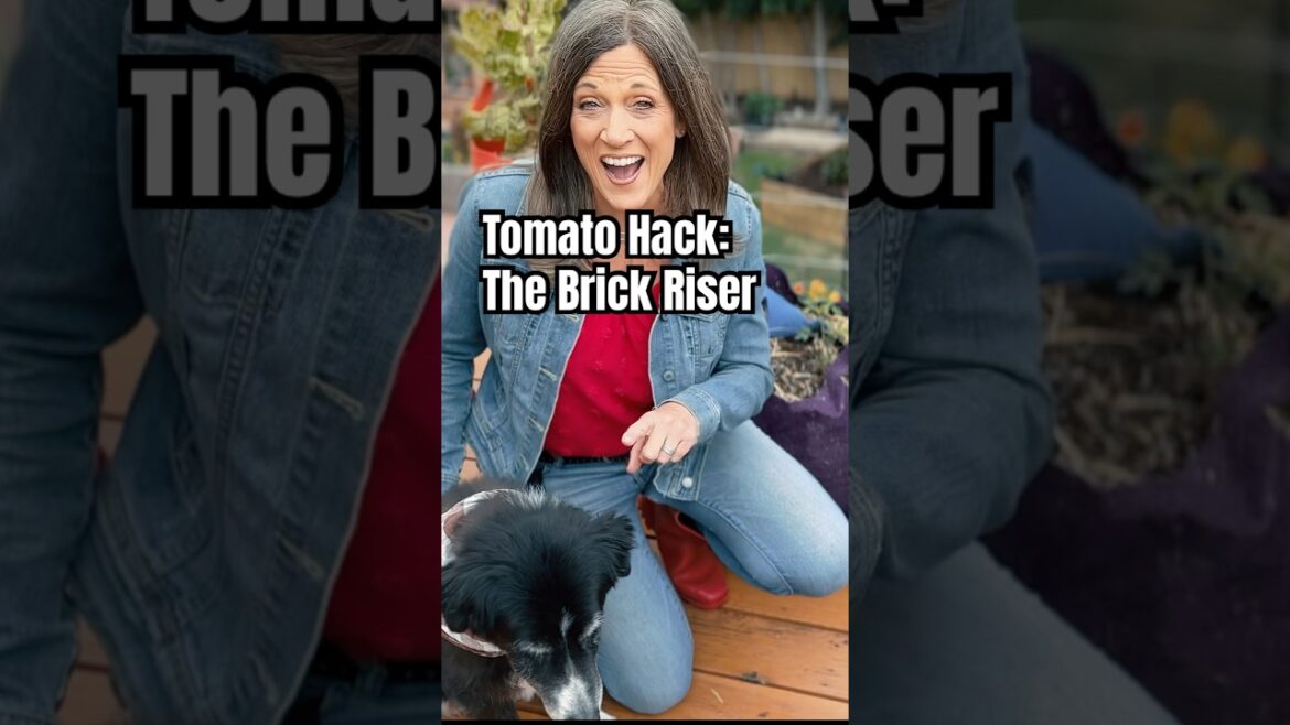 Tomato Container Quickie Hack:  The Brick Riser
