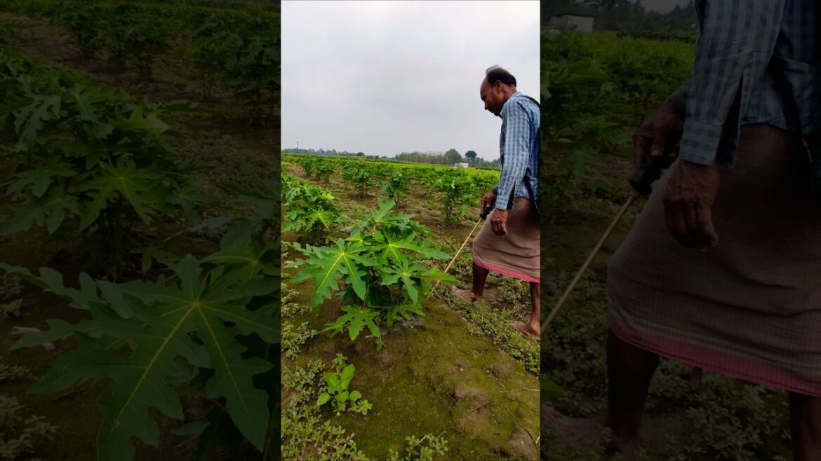 Post-Rain Protection: Fungicide Spray for Papaya Roots #shorts