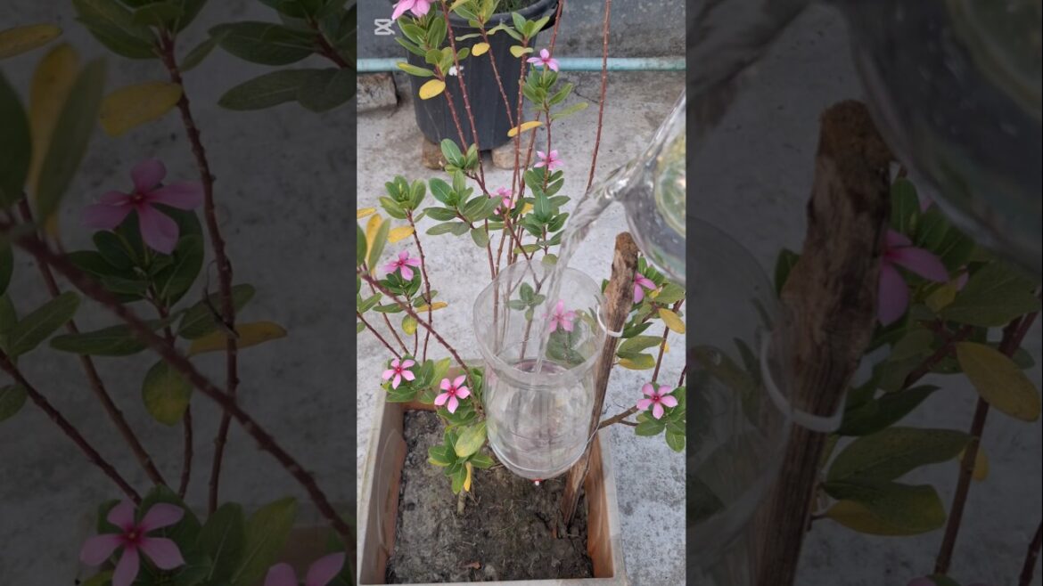 How to make homemade drip irrigation with cotton bar #gardening How to make homemade drip irrigation with cotton bar #gardening