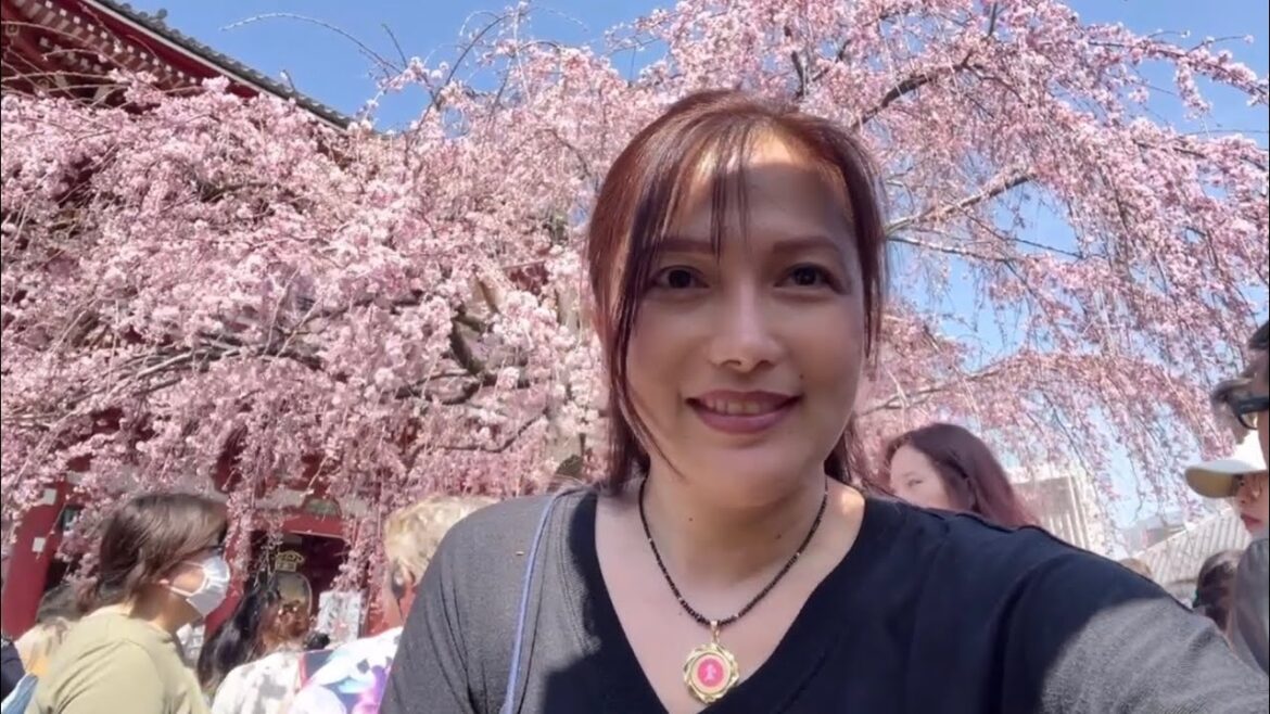 Cherry in Full Bloom / Asakusa #travel #japan #travelvlog #travelblogger #trending #subscribe