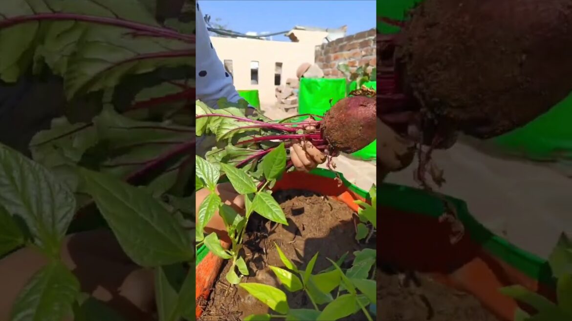 Beetroot Juice direct from our Terrace Garden #garden  #gardening  #beetrootjuice #terracegarden